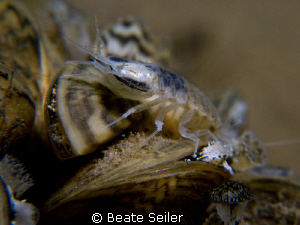 Amphipod by Beate Seiler 